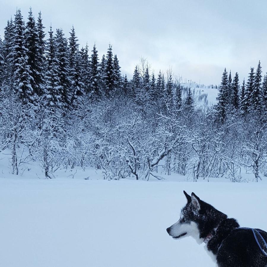 Vestvatn - Arctic Cabins Brekke  エクステリア 写真